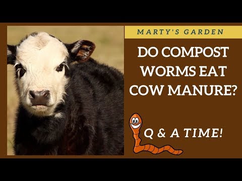 Can I Feed My Compost Worms Cow Manure?