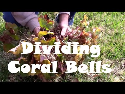 Two Ways to Divide and Propagate Coral Bells. AKA Heuchera micrantha.
