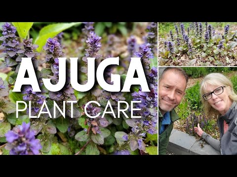 💜 Ajuga Plant Care | Ajuga reptans 💜
