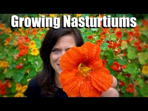 Growing Nasturtiums - An Edible, Easy-to-Grow Cool Season Flower 🌺