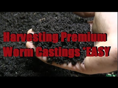 How To Harvest The BEST Worm Castings Fast &amp; Easy