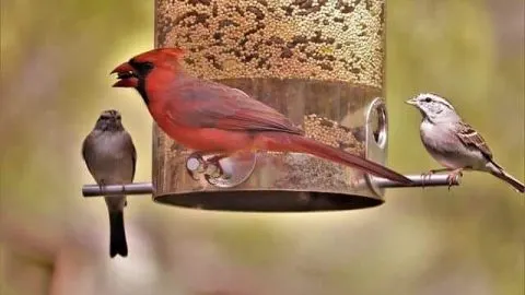 Do Bird Feeders Attract Rodents And Snakes?