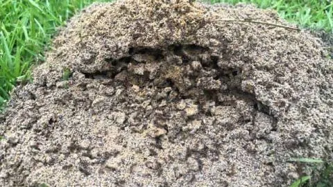 Ants In Clay Soil &ndash; Why You May Not Want To Kill Them