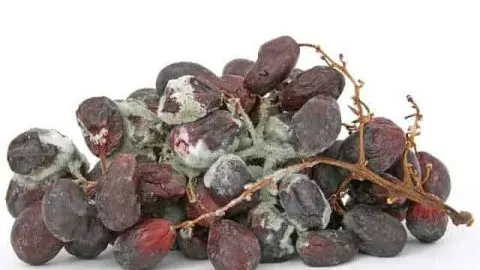 Can You Compost Rotting Fruits & Vegetables? It Depends