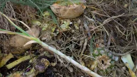 Is Homemade Compost Better Than Store-Bought Compost?