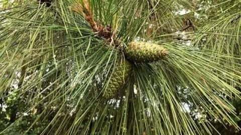 Pine Straw As Mulch: Pros, Cons, And Alternatives