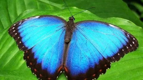 Are Butterflies Harmful To Plants?