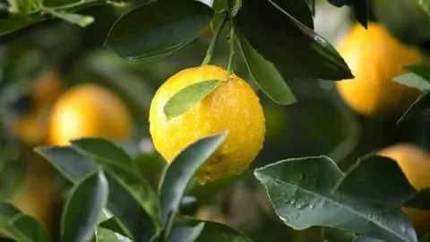 Why Are My Lemons Falling Off My Tree?