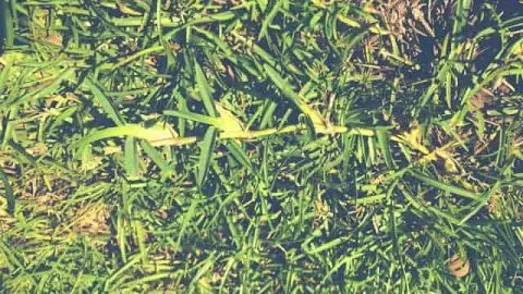 Centipede Grass Vs. St. Augustine &ndash; Pros And Cons Of Each