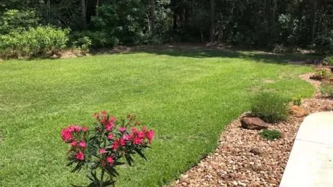 Centipede Grass Fertilizer: What to Use and When