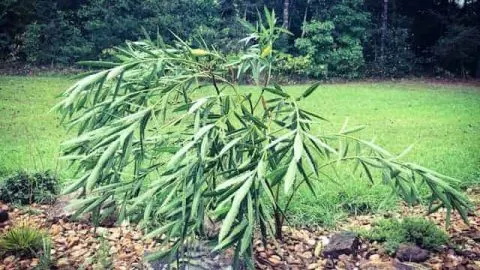 Oleander Drooping: Causes, Identification, And Prevention