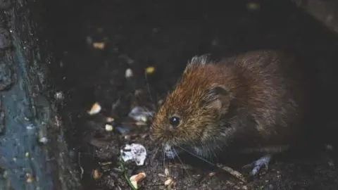 Do Worm Farms Attract Rats? Rodent issues in Vermicomposting
