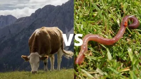 Is Vermicompost Better Than Manure?