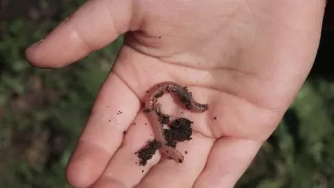 Can You Eat Worms? (Nutritional Quality & Precautions)
