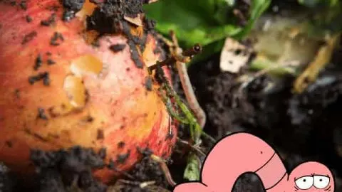 My Worms Are Not Eating: Solving Red Wiggler Feeding Issues