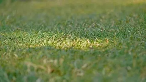 Will St. Augustine Take Over Bermuda Grass? It’s Complicated