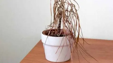 Is Vermicompost Good For All Plants? Pros And Cons Outlined