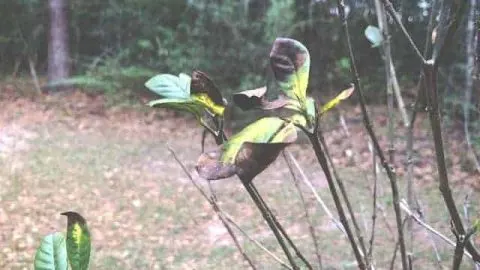 Plants Dying In Clay Soil: Troubleshooting & Prevention Tips