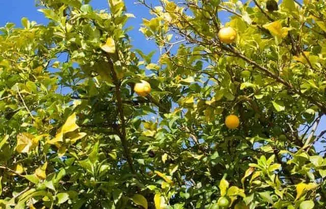 How tall do lemon trees grow?