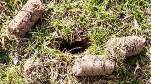 Best Pull Behind Aerators: Key Features Compared