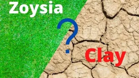 Will Zoysia Grow In Clay Soil? Here Are The Facts