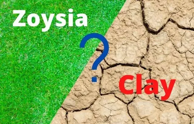 Growing Zoysia grass in clay soil