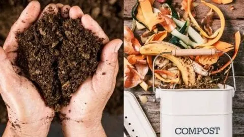 Active Composting vs. Passive Composting