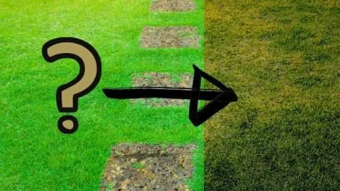 Why Is My Zoysia Lawn Turning Brown? 4 Key Causes Explained
