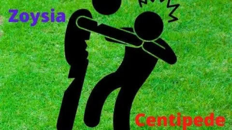 Will Zoysia Choke Out Centipede Grass?