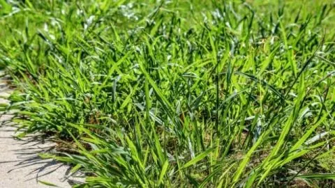 Will Zoysia Choke Out Crabgrass? Yes (With Your Help)