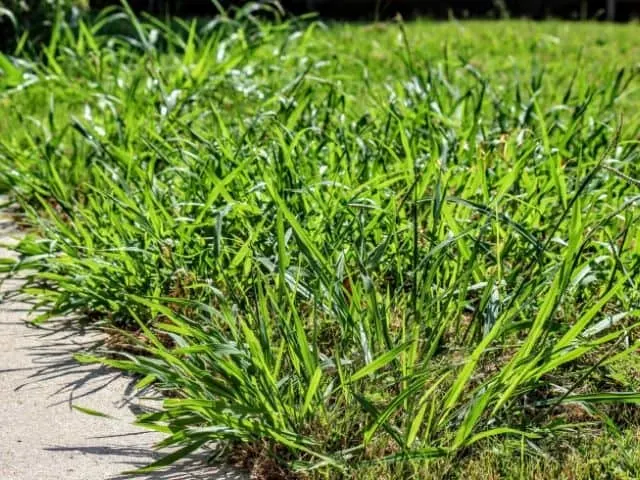 Will Zoysia Choke Out Crabgrass Yes With Your Help Thriving Yard