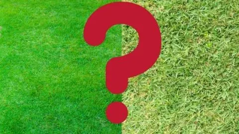 St. Augustine vs. Zoysia: Which One Is Right For Your Lawn?
