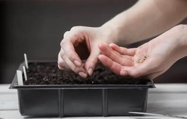 Growing tomatoes from seeds