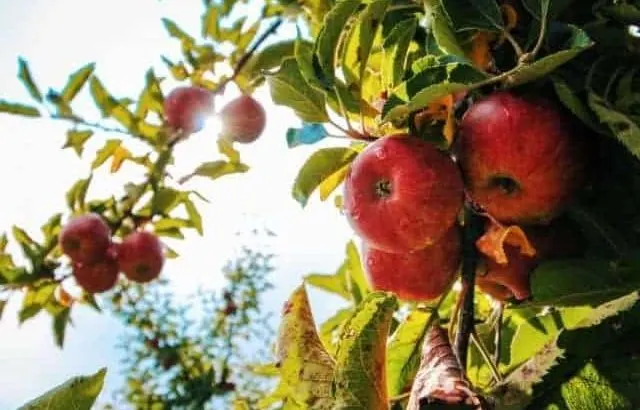 How to create a backyard food forest.