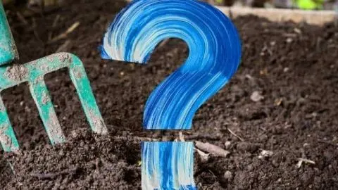 Does Compost Turn Into Soil? The Misunderstood Facts