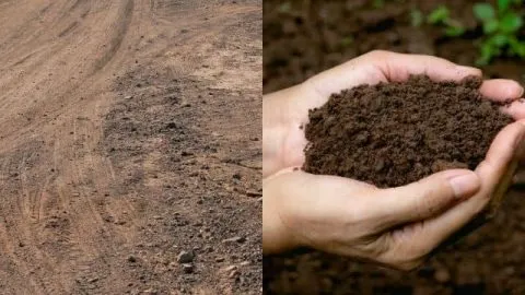 Are Soil and Dirt the Same Thing?