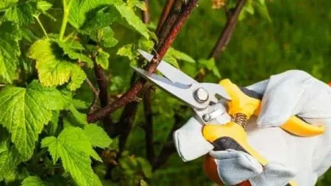 Can Pruning Kill a Plant? Critical Mistakes To Avoid
