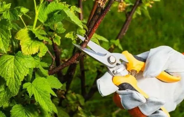 Can pruning cause plants to die?
