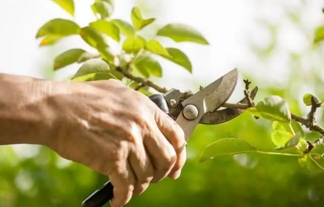 How to stimulate plant growth with pruning.