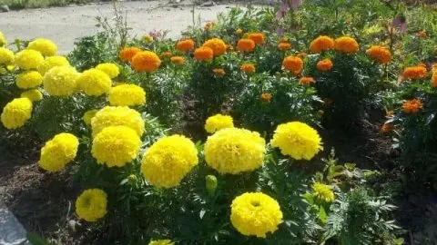 How to Keep Crabgrass Out of Flower Beds