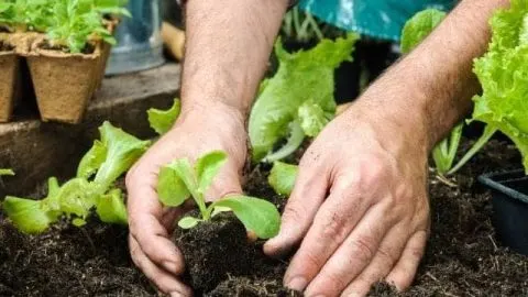 How to Start a Small Garden at Home
