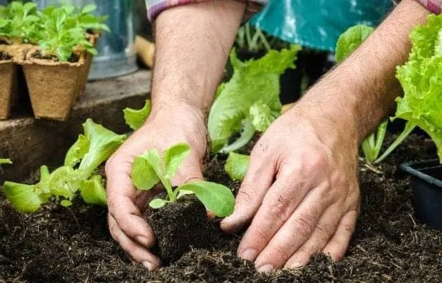 Small at home gardening.