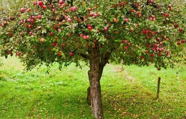 Tips for planting apple trees in the fall.