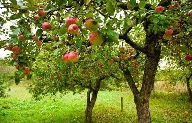 Do apple trees require full sun?