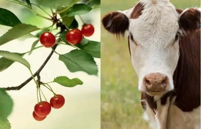 The dangers of cherry trees to cows.