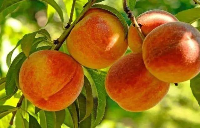 Tips for planting a peach tree in the fall.