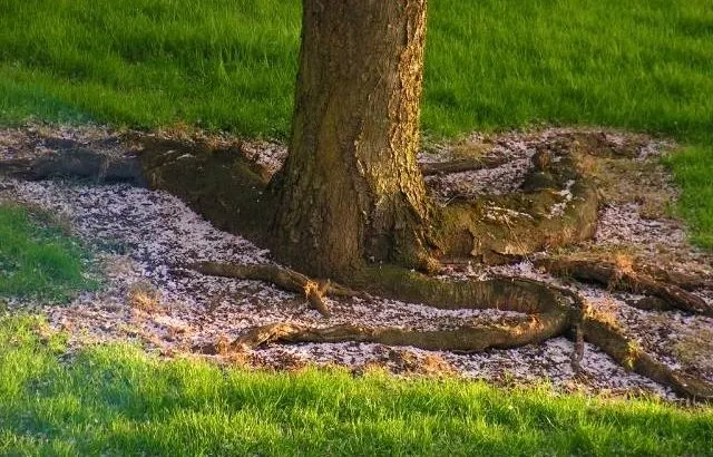 Are cherry tree roots invasive?