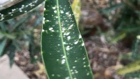 How To Get Rid Of White Spots On An Oleander Plant
