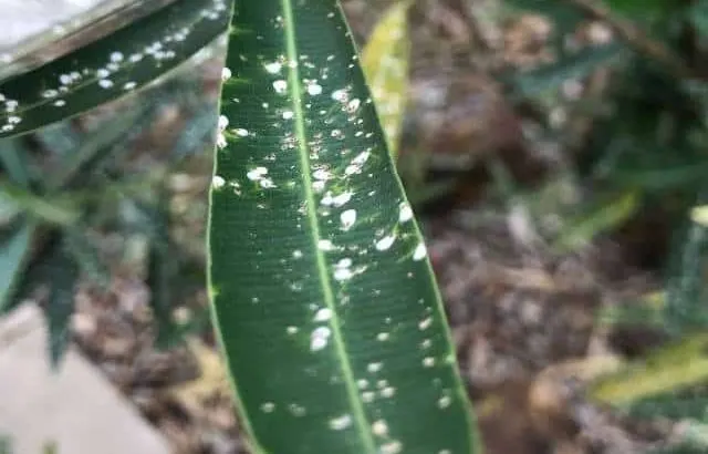 White spots on oleander leaves: causes and what to do.