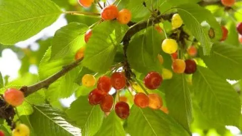 Can Cherry Trees Grow in the Shade? Critical Facts And Tips